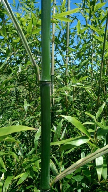 bambous à la chapuze
