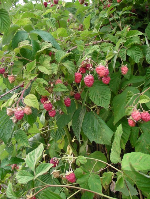 framboises pour confiture yourtes de la chapuze