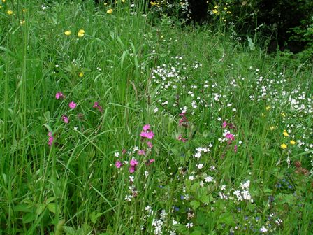 prairie fleurie yourtes de la chapuze