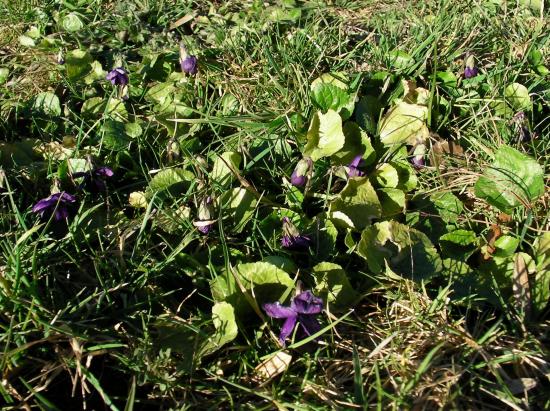 Violettes fleuries dans la pelouse